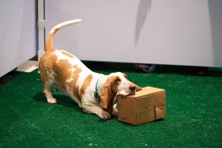 scent boxes for dogs
