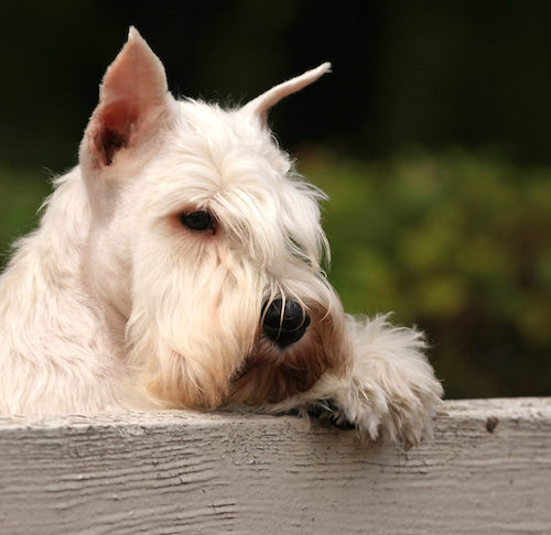 stop dog escaping through hedge