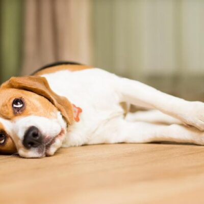 Beagle laying down relaxing on the floor looking up.