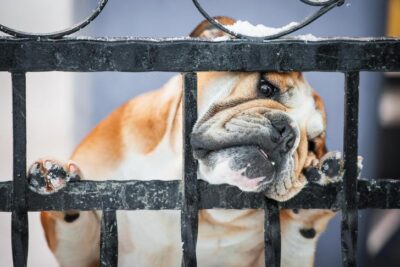 Bulldog sticking its nose through a fence.