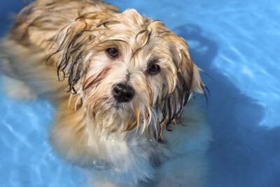 Havanese in a small pool outdoors.