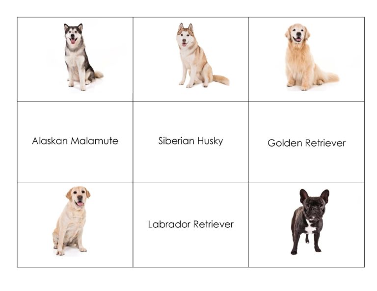 Dog Breed Matching Game American Kennel Club