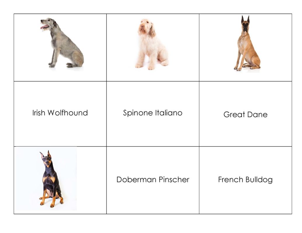 Dog Breed Matching Game American Kennel Club