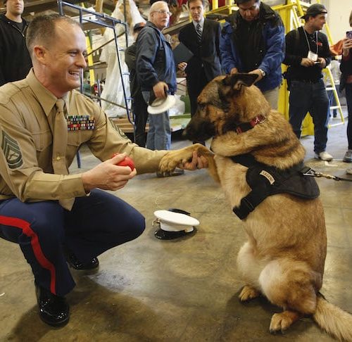 famous female dogs in history