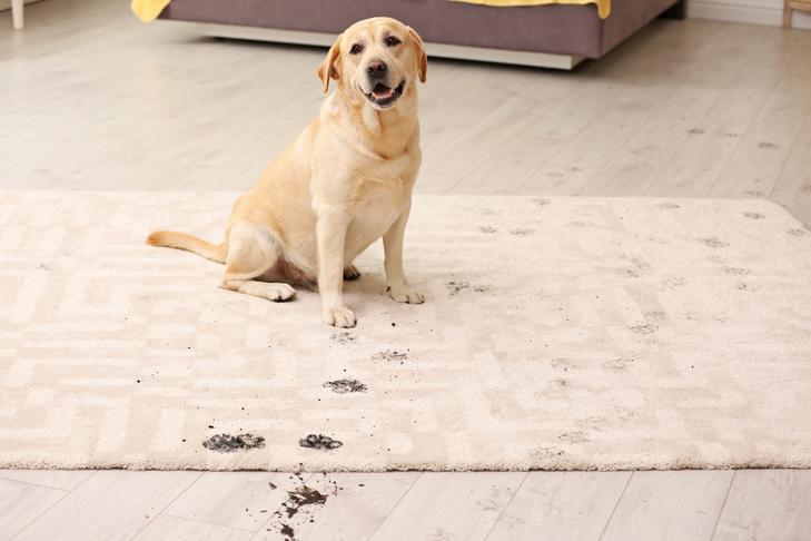 floor disinfectant safe for dogs