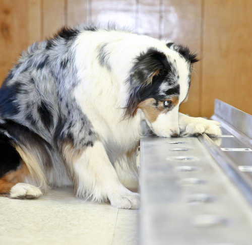 Dogs Detecting Disease Meet America S Cancer Sniffing Canines