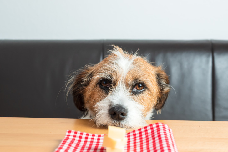 All American Dog resting its head on the kitchen table looking at cheese.