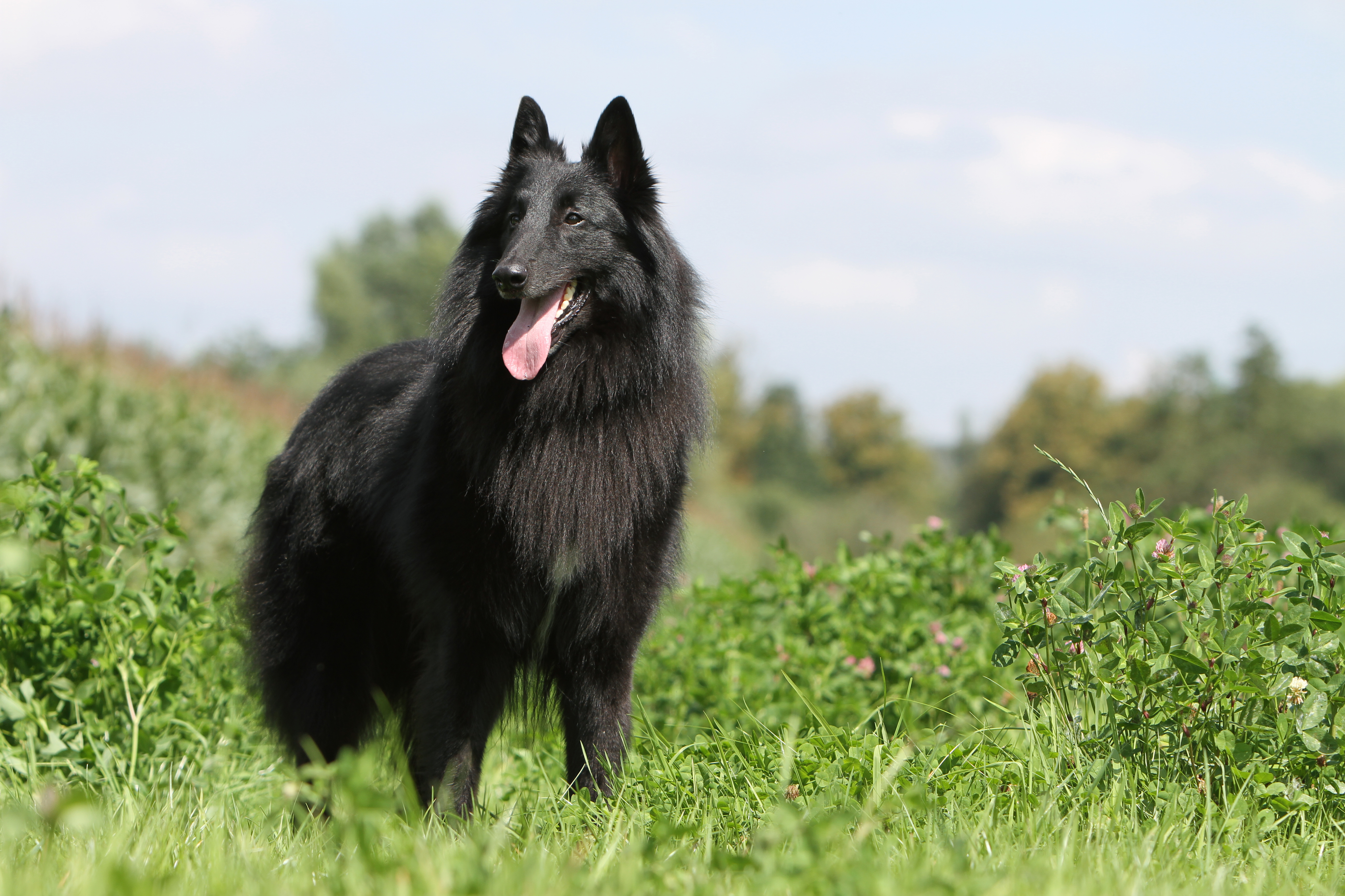 national belgian malinois day