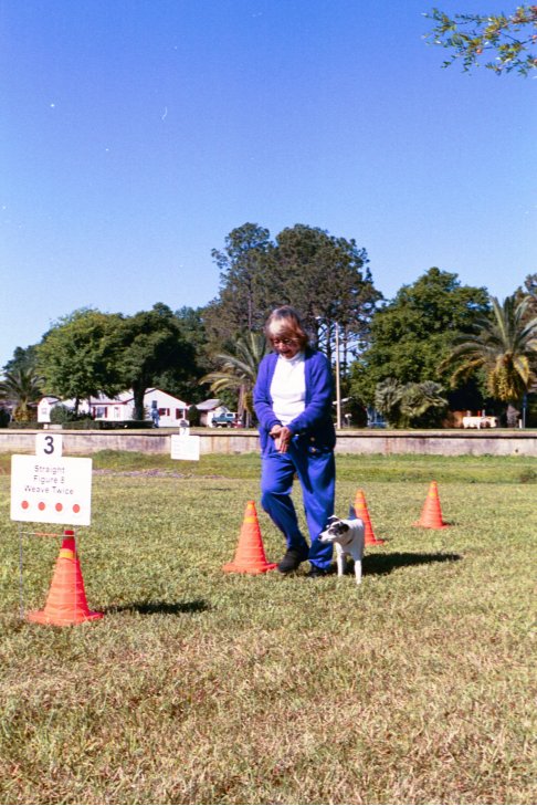 akc rally novice course