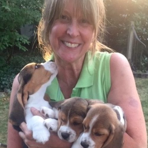 norwegian blue beagle