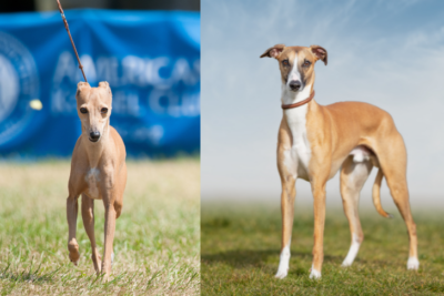Italian Greyhound vs. Whippet