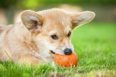 Pembroke Welsh Corgi puppy chewing on a ball in the grass.