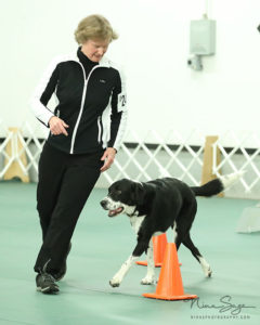 akc obedience novice