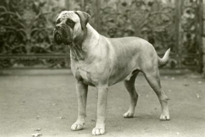 Monge [?], Bullmastiff. 1963