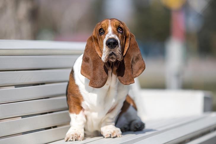 Basset Hound sitting on a park bench.
