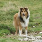 Collie standing in a large pasture.