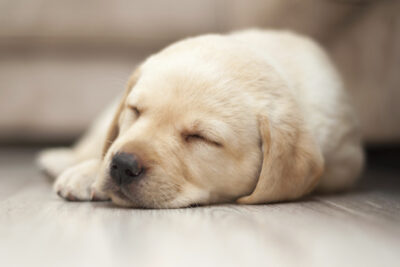 Labrador Retriever puppy sleeping on the floor.