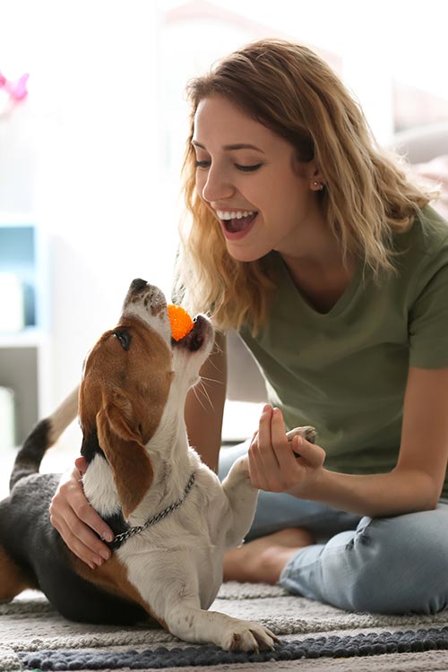 Beagle playing with his owner at home.