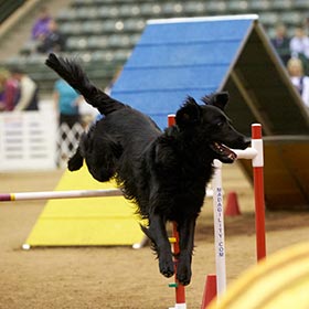 Flat Coated Retriever leaping over an agility jump.