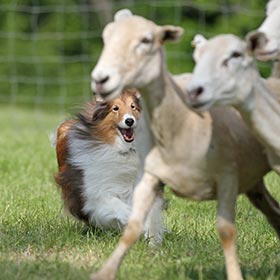 Shetland Sheepdog herding sheep.