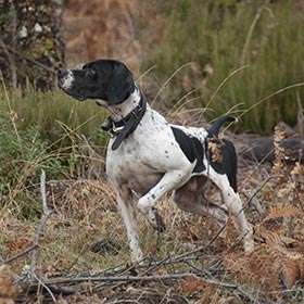 Pointer hunting in the fall.