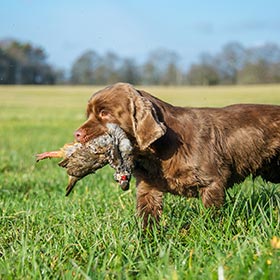 Sussex Spaniel carrying game in a field.