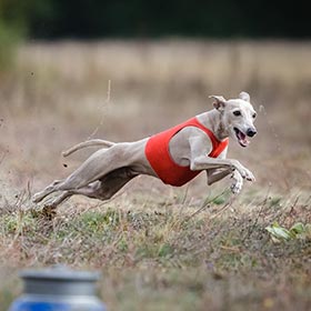 Italian Greyhound running wearing a lure coursing jersey.