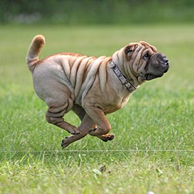 Chinese Shar Pei running in a coursing ability trial.