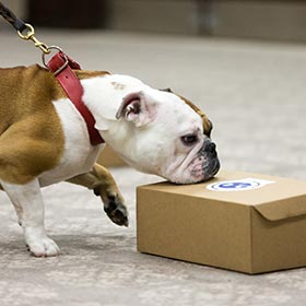 Bulldog in a scent work trial.