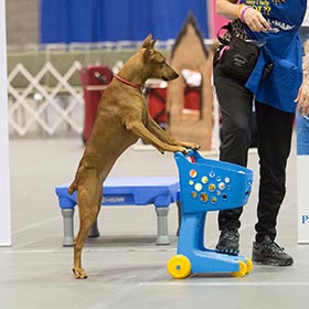 German Pinscher in a Trick Dog demonstration.