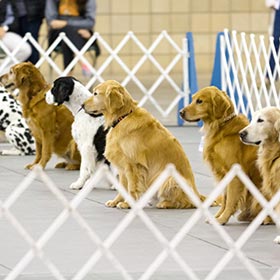 Golden Retrievers in an obedience trial.