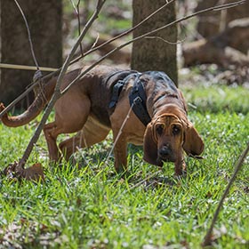 Bloodhound on a scent in the woods.