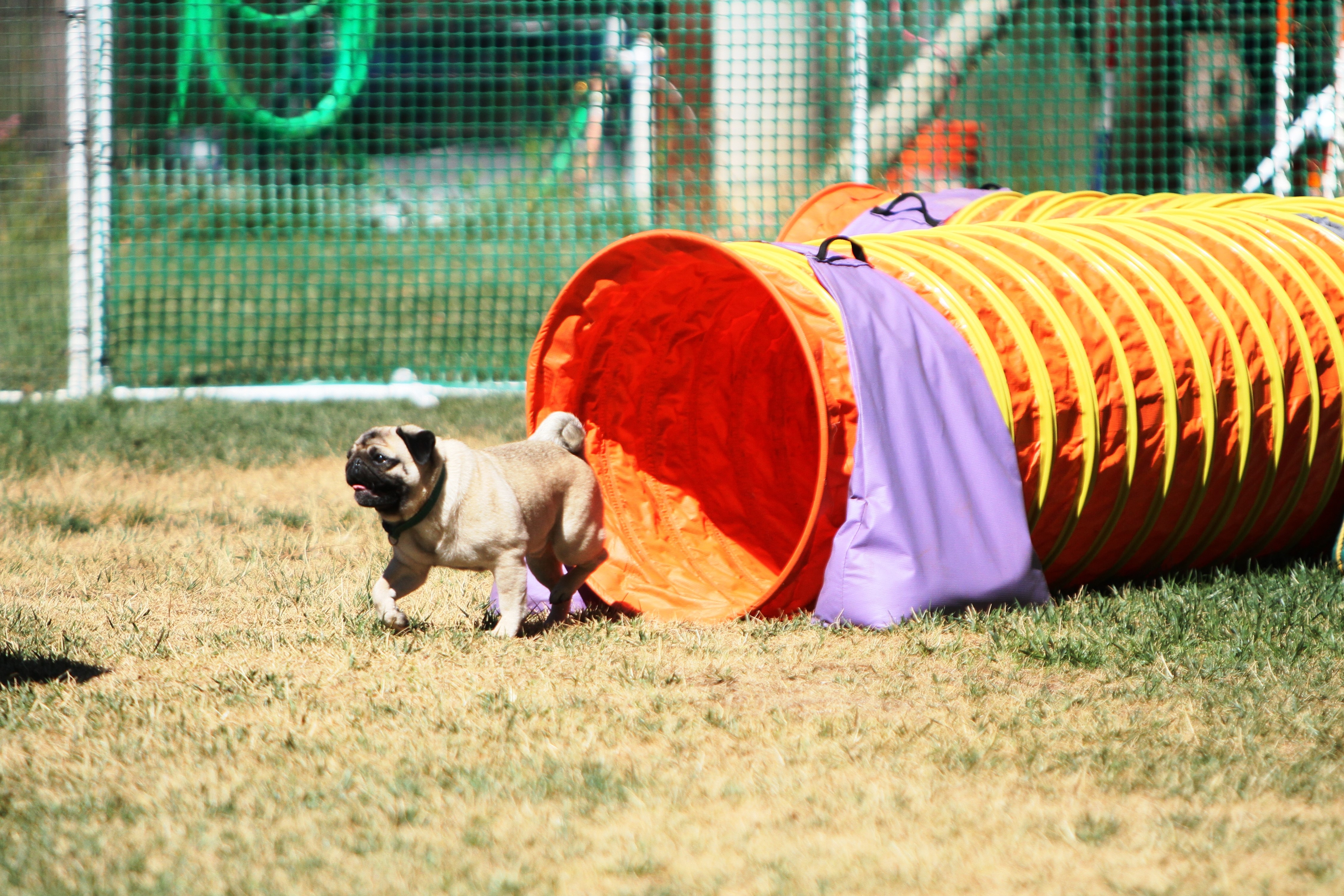 akc agility title tracker