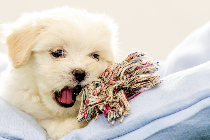 my puppy keeps biting me and my clothes