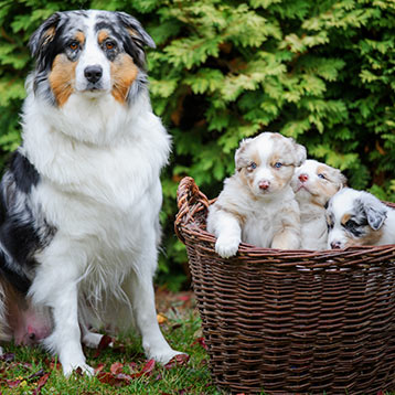 Australian Shepherd with her litter of puppies in a basket.