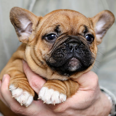 French Bulldog puppy being held up.