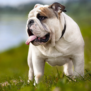 Bulldog standing in the grass.