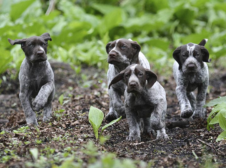 German Shorthaired Pointer puppies running in the forest.