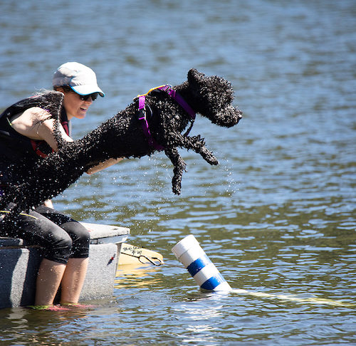 dog dock diving wetsuits