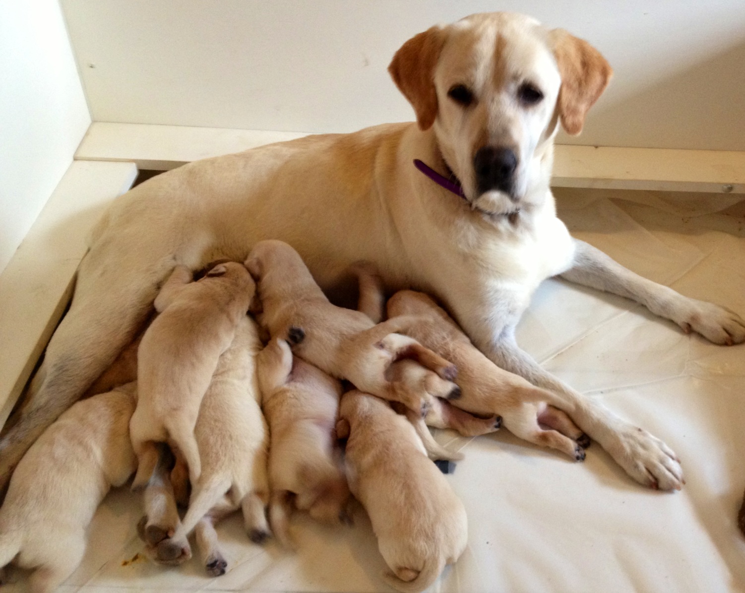 AKC Breeder Toolkit to this New, Easy to Use Platform