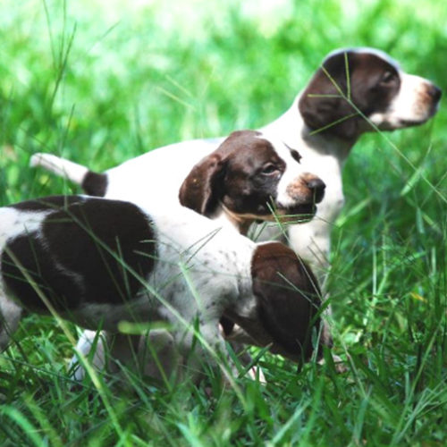 dog breeding health tests