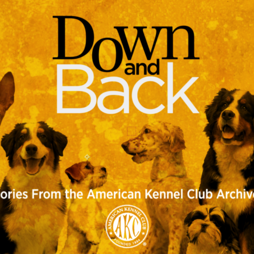 american kennel club kennel cover