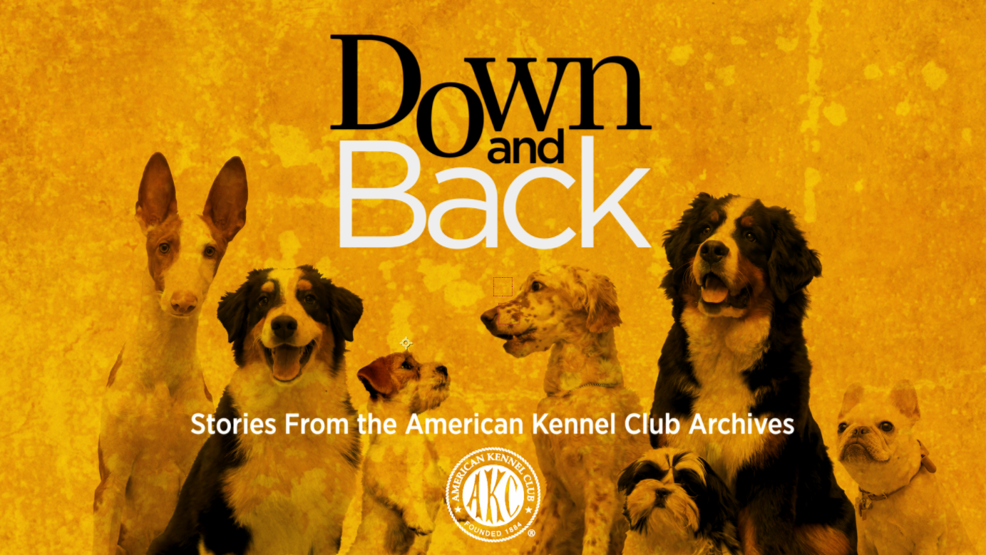 american kennel club dog breed selector