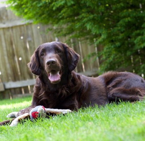 flat coated retriever hypoallergenic