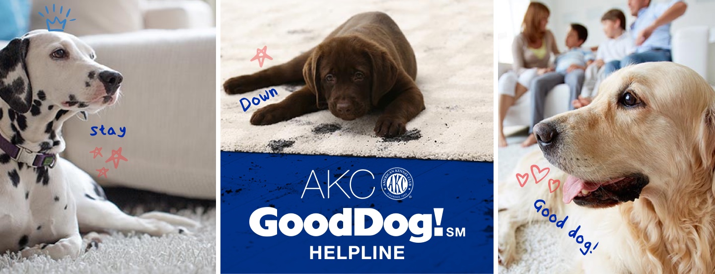 purina pro plan puppy petco