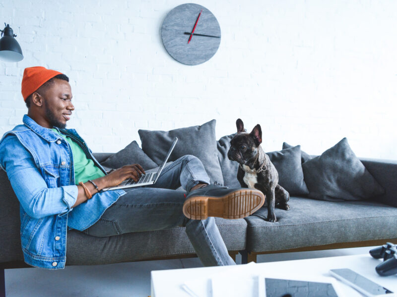 French Bulldog watching its owner working on a laptop at home.