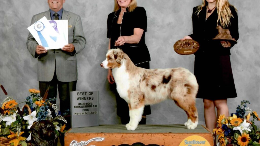 burch kennel club mini huskies