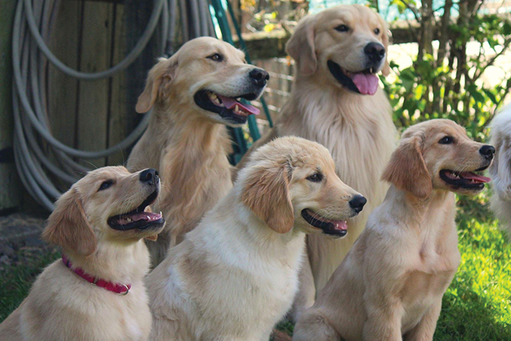 What Age Do Golden Retrievers Die What Age Do Golden Retrievers Die