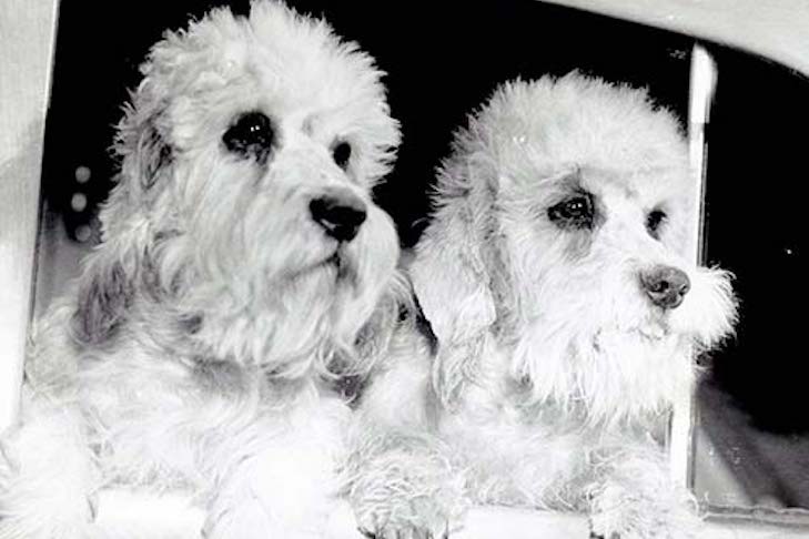 Dandie Dinmont Terrier History: Behind the Breed ...