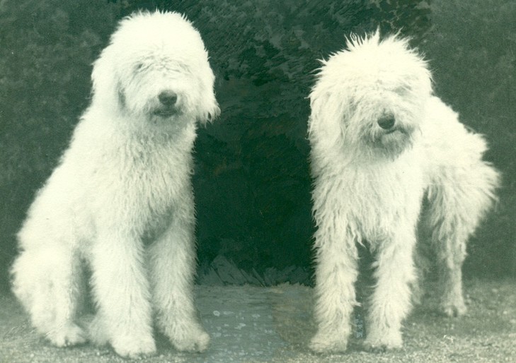 komondor origin